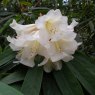 Rhododendron irroratum var yiliangense  'Yellowstone'
