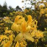 Deciduous Azalea luteum