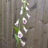 Digitalis purpurea 'Pam's Choice' AGM