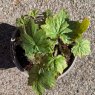 Heuchera Veggie Dinosaur