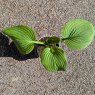 Hosta Guacamole AGM