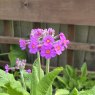 Primula beesiana (Bee's Promise) AGM