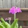 Primula beesiana (Bee's Promise) AGM