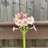 Primula japonica Apple Blossom