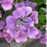 Hydrangea Blueberry Cheesecake