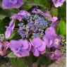 Hydrangea Blueberry Cheesecake