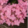 Hydrangea Frozen Smoothie