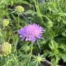 Scabiosa Misty Butterflies