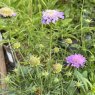 Scabiosa Misty Butterflies