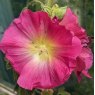 Hollyhock (Single Mixed)