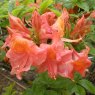 Deciduous Azalea Apricot Surprise