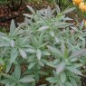 Deciduous Azalea luteum 'Purple Leaf'