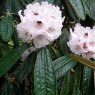 Rhododendron rex  AGM (Second's)