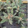 Rhododendron rex  AGM (Second's)