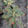 Rhododendron macabeanum  AGM (Second's)