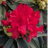 Rhododendron Vulcan's Flame
