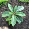 Rhododendron suoilenhense (seedlings from AC 4458) Seconds