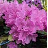 Rhododendron English Roseum (Second's)