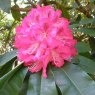 Rhododendron Cynthia  AGM (Second's)