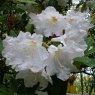 Rhododendron Polar Bear (Second's)