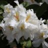 Rhododendron White Gold (Second's)