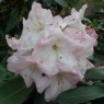 Rhododendron Faggetter's Favourite  AGM (Second's)