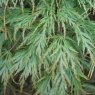 Acer palmatum dissectum 'Seiryu'  AGM