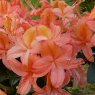 Deciduous Azalea Midsummer Coral