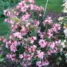 Deciduous Azalea Midsummer Girl