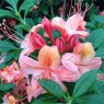 Deciduous Azalea Midsummer Girl