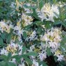 Deciduous Azalea Midsummer Moon