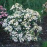 Deciduous Azalea Midsummer Moon