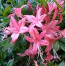 Deciduous Azalea Midsummer Star