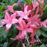 Deciduous Azalea Midsummer Star