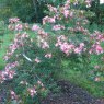 Deciduous Azalea Midsummer Star