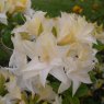 Deciduous Azalea Milton