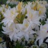 Deciduous Azalea Milton