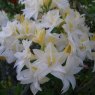 Deciduous Azalea Milton