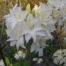 Deciduous Azalea Milton