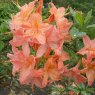 Deciduous Azalea Moidart