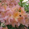 Deciduous Azalea Moidart