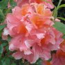 Deciduous Azalea Mount St Helens