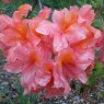 Deciduous Azalea Mount St Helens