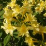 Deciduous Azalea Narcissiflorum  AGM