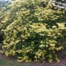 Deciduous Azalea Narcissiflorum  AGM