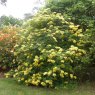 Deciduous Azalea Narcissiflorum  AGM