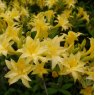 Deciduous Azalea Narcissiflorum  AGM