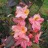 Deciduous Azalea Niamh