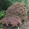 Acer palmatum dissectum 'Tamukeyama'