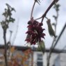 Acer japonicum Aconitifolium AGM